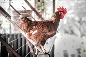 Kandang ayam broiler