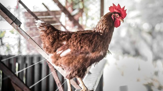 Suhu Kandang Ayam Broiler Ideal untuk Pertumbuhan Maksimal