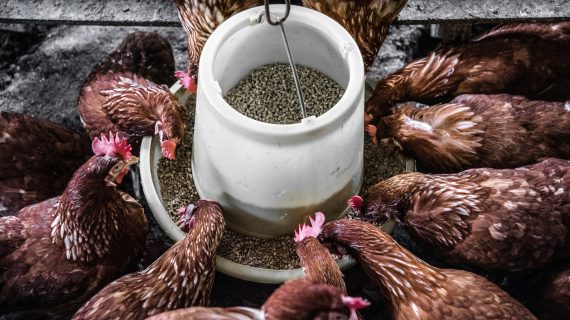 Memilih Feeder Terbaik: Trough atau Nipple?