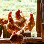 Estimasi Biaya Ternak Ayam Potong 1.000 Ekor