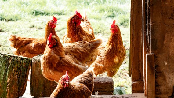 Estimasi Biaya Ternak Ayam Potong 1.000 Ekor