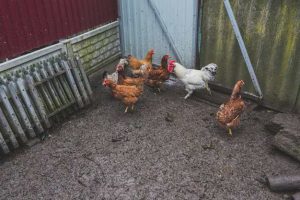 kotoran ayam
