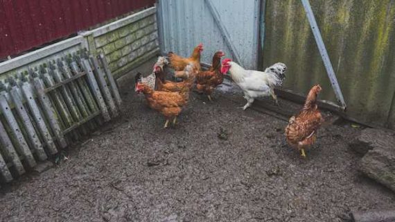 Kotoran Ayam: Ancaman atau Potensi Emas?