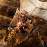 Terungkap! Ini Penyebab Kanibalisme Pada Ayam