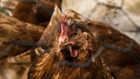 Terungkap! Ini Penyebab Kanibalisme Pada Ayam