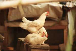 Kandang ayam minimalis