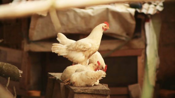 Kandang Ayam Minimalis: 100 Ekor di Lahan Sempit