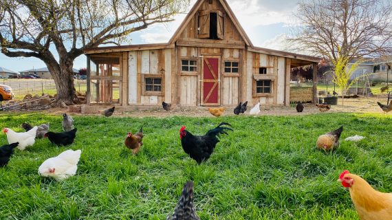 Arah Kandang: Strategi Kesehatan Ayam