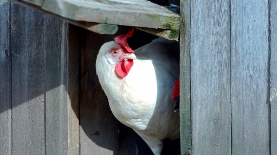 Tipe-Tipe Kandang Ayam Broiler: Kelebihan & Kekurangan