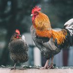 5 Obat Ayam Terbaik untuk Penyakit Umum