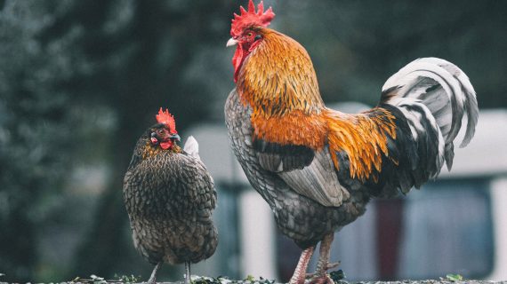 5 Obat Ayam Terbaik untuk Penyakit Umum