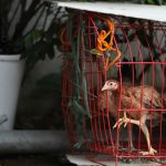 Mengupas Kandang Baterai dalam Peternakan Ayam