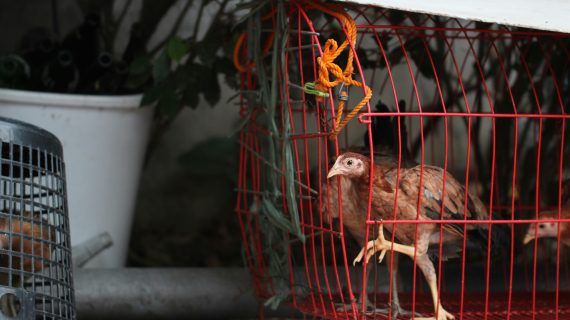 Mengupas Kandang Baterai dalam Peternakan Ayam