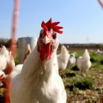 Update: Harga Ayam Broiler Hari Ini (Livebird)