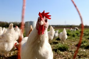 Harga ayam broiler hari ini