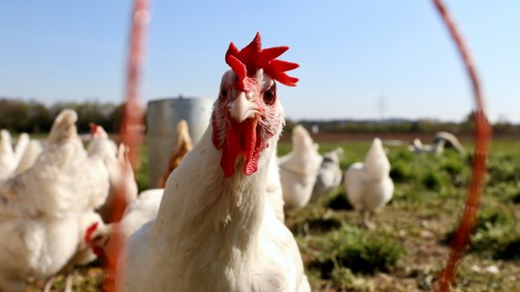 Update: Harga Ayam Broiler Hari Ini (Livebird)