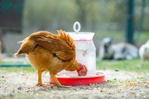 ayam petelur