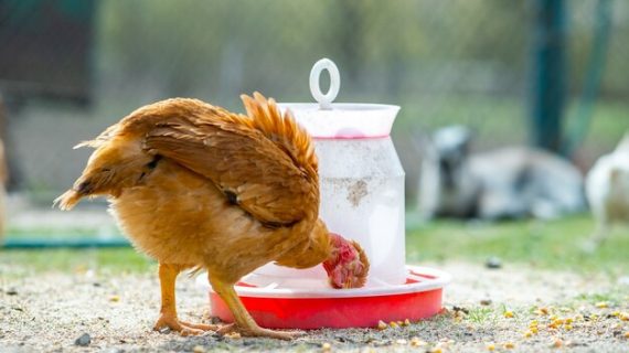 Praktis: Cara Membuat Feeder Ayam Petelur
