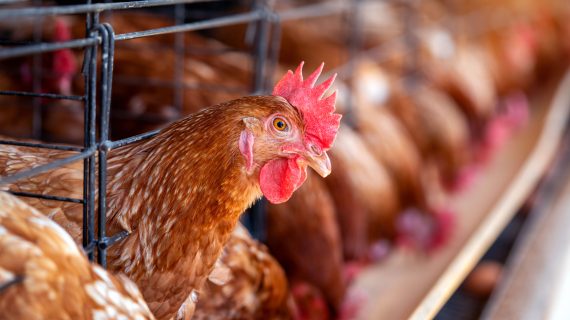 Pakan Ayam Petelur: Jenis Mana yang Terbaik?