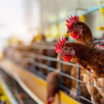 5 Alasan Upgrade Peralatan Kandang Ayam Anda