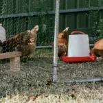 Mineral Ayam: Ketahui Jenis dan Manfaatnya!