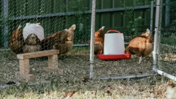 Mineral Ayam: Ketahui Jenis dan Manfaatnya!