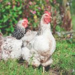 Ayam Mati Tiba- Tiba? Ini Penyebabnya!