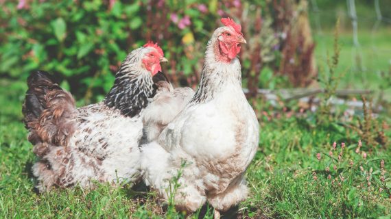 Ayam Mati Tiba- Tiba? Ini Penyebabnya!