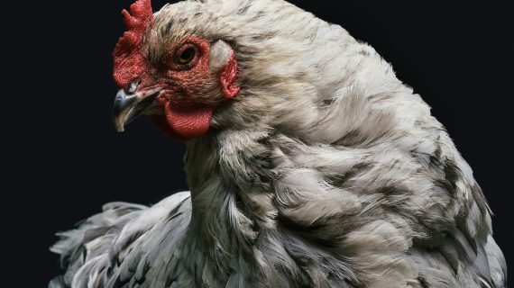 Waspada! Cacing Gilig Bisa Bikin Ayam Lesu
