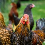 Cara Memulai Ternak Ayam Kampung untuk Pemula
