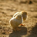 Mengapa DOC Ayam Penting untuk Peternakan Anda?