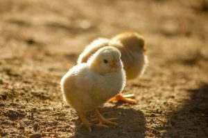 DOC Ayam