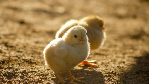 Mengapa DOC Ayam Penting untuk Peternakan Anda?