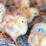 Nutrisi Optimal untuk Bibit Ayam Petelur: Pakan dan Suplemen