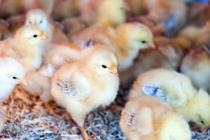 Bibit ayam petelur
