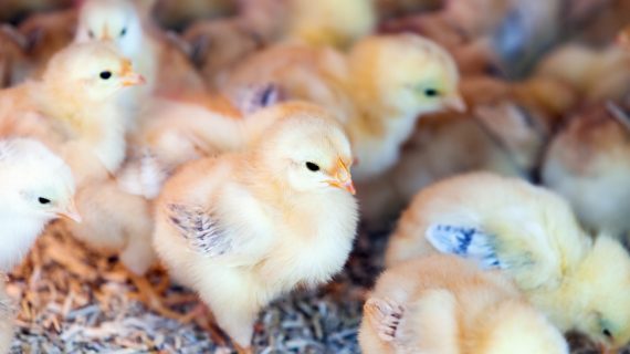 Nutrisi Optimal untuk Bibit Ayam Petelur: Pakan dan Suplemen