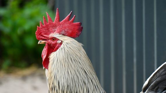 Atasi Masalah Tembolok Ayam dengan Cepat dan Tepat