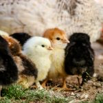 Cara Membedakan DOC Ayam Jantan dan Betina