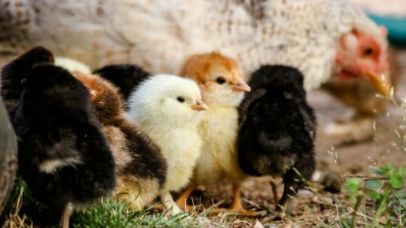 Cara Membedakan DOC Ayam Jantan dan Betina