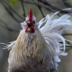 Cara Mengobati Penyakit Snot dan Ngorok pada Ayam Aduan