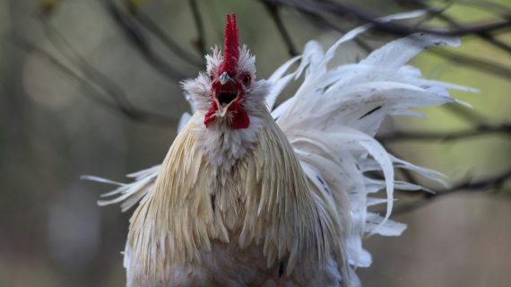 Cara Mengobati Penyakit Snot dan Ngorok pada Ayam Aduan