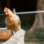 Pengaruh Kandang Ayam Modern terhadap Kualitas Telur Ayam