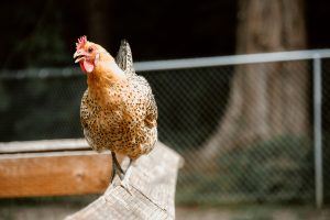 Kandang ayam modern
