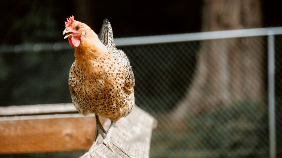 Pengaruh Kandang Ayam Modern terhadap Kualitas Telur Ayam