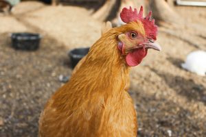 ayam joper adalah