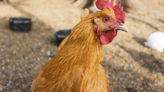 8 Bahan Alternatif untuk Pakan Ayam Kampung Berkualitas