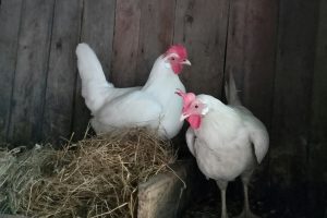 kandang ayam petelur