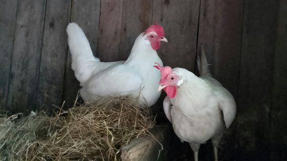 Membuat Kandang Ayam Petelur: Nyaman dan Higienis
