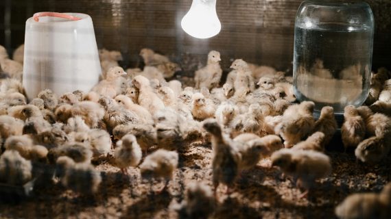 Ingin Ayam Petelur Produktif? Pilih Bibitnya yang Tepat!