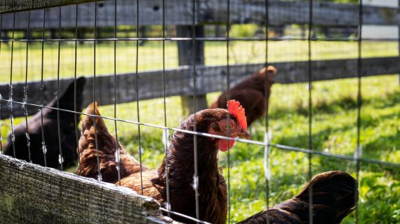 5 Bahan Terbaik untuk Kandang Ayam Petelur